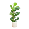 Ficus Lyrata met Potter pot wit - 80cm - Ø21