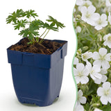 Green boutiQ - Vasteplant - Geranium sang. Album - Ooievaarsbek - Bodembedekkend - Wit - 6 Planten - Pot 11cm - Hoogte 15-25cm