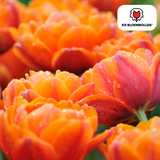 Tulpenbollen Icoon — oranje dubbelbloemige tulp, 20 stuks (maat 11/12)