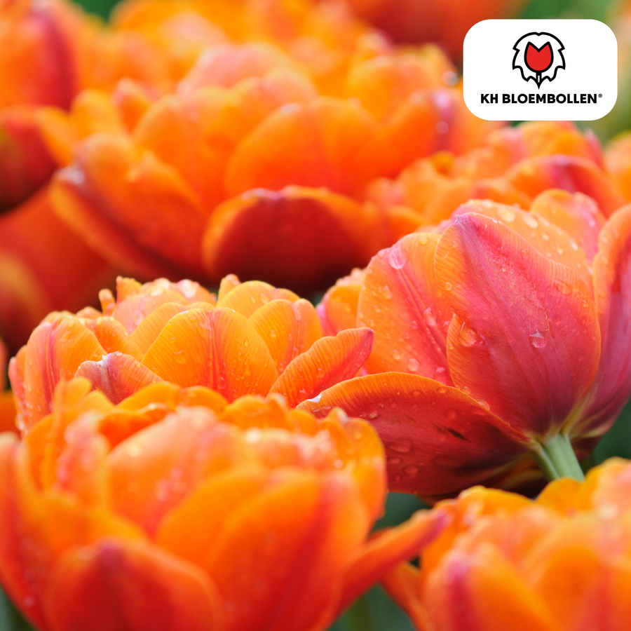Tulpenbollen Icoon — oranje dubbelbloemige tulp, 20 stuks (maat 11/12)