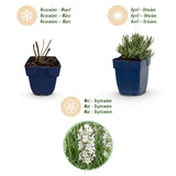 Green boutiQ - Vasteplant - Lavandula ang. Edelweiss - Lavendel - Geurend - Wit - 6 Planten - Pot 11cm - Hoogte 15-25cm
