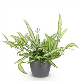Green boutiQ - Kamerplant - Pteris cretica Albolineata - Lintvaren - Huisdiervriendelijke Plant - Groen - 1 Plant - met Potter Grijs - Pot 12cm - Hoogte 20cm