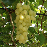Green boutiQ - Fruitplant - Vitis vinifera Lakemont - Druivenplant - Winterhard - Goudgele Druif - 2 Planten - Pot 15cm - Hoogte 50cm