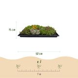 Green boutiQ - Bodembedekker - Winterhard - Sedum mat - Bestaat uit 10 soorten - X2 - Weinig Onderhoud - Lengte 50 Breedte 30