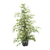 Ficus benjamina Twilight - Ø21cm - ↕95cm