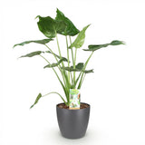 Green BoutiQ - Kamerplanten - Alocasia Cucullata - Boeddha,s hand - Weinig onderhoud - Groen - 1 Plant - met Potter Grijs - Pot 21cm - Hoogte 65-70cm