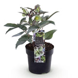Green boutiQ - Tuinplant - Lenten Rose Helleborus sternii Silver Dollar - GroeneBloem -1 Plant - Groenblijvend - Pot 14cm Hoogte 35cm