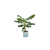 Combi deal - Bananenplant (Musa) inclusief Ocean Round atlantisch blauw Ø22 - 110 cm