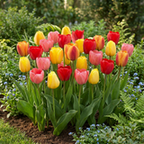 120x Tulipa Darwin Hybride mix - Darwin-tulp mix - Diversen - Voorjaarsbloeier - Bolmaat 11/12