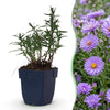 Green boutiQ - Vasteplant - Aster (D) Mittelmeer - Zeeaster - Bijen en Vlinderlokkers - Paars - 1 Plant - Pot 11cm - Hoogte 15-25cm