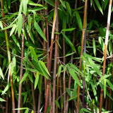 Green boutiQ - Grassen - Fargesia nitida Red Dragon - Niet Woekerende Bamboe - Bladhoudend - Groen - 2 Planten - Pot 23 cm - Hoogte 80 cm