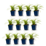 Green boutiQ - Grassen - Carex morrowii Ice Dance - Japanse Zegge - Groenblijvend - Creme-Groen - 12 Planten - Pot 11cm - Hoogte 15-25cm