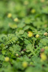 24x Leptinella squalida - ↕10-25cm - Ø9cm