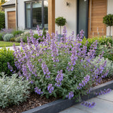 Green boutiQ - Vasteplant - Nepeta faassenii Walker's Low - Kattenkruid - Bijen en Vlinderlokkers - Blauw - 24 Planten - Pot 11cm - Hoogte 15-25cm