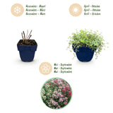 Green boutiQ - Vasteplant - Thymus Tricolour - Tym - Bodembedenkend - Roze - Rood - Wit - 24 Planten - Pot 11cm - Hoogte 15-25cm