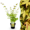 Green boutiQ - Terrasplant - Japanse Esdoorn - Acer palmatum Summergold - Geel - 1 Plant - Bladverliezend - Pot 19cm Hoogte 70cm