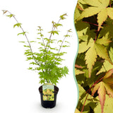 Green boutiQ - Terrasplant - Japanse Esdoorn - Acer palmatum Summergold - Geel - 1 Plant - Bladverliezend - Pot 19cm Hoogte 70cm