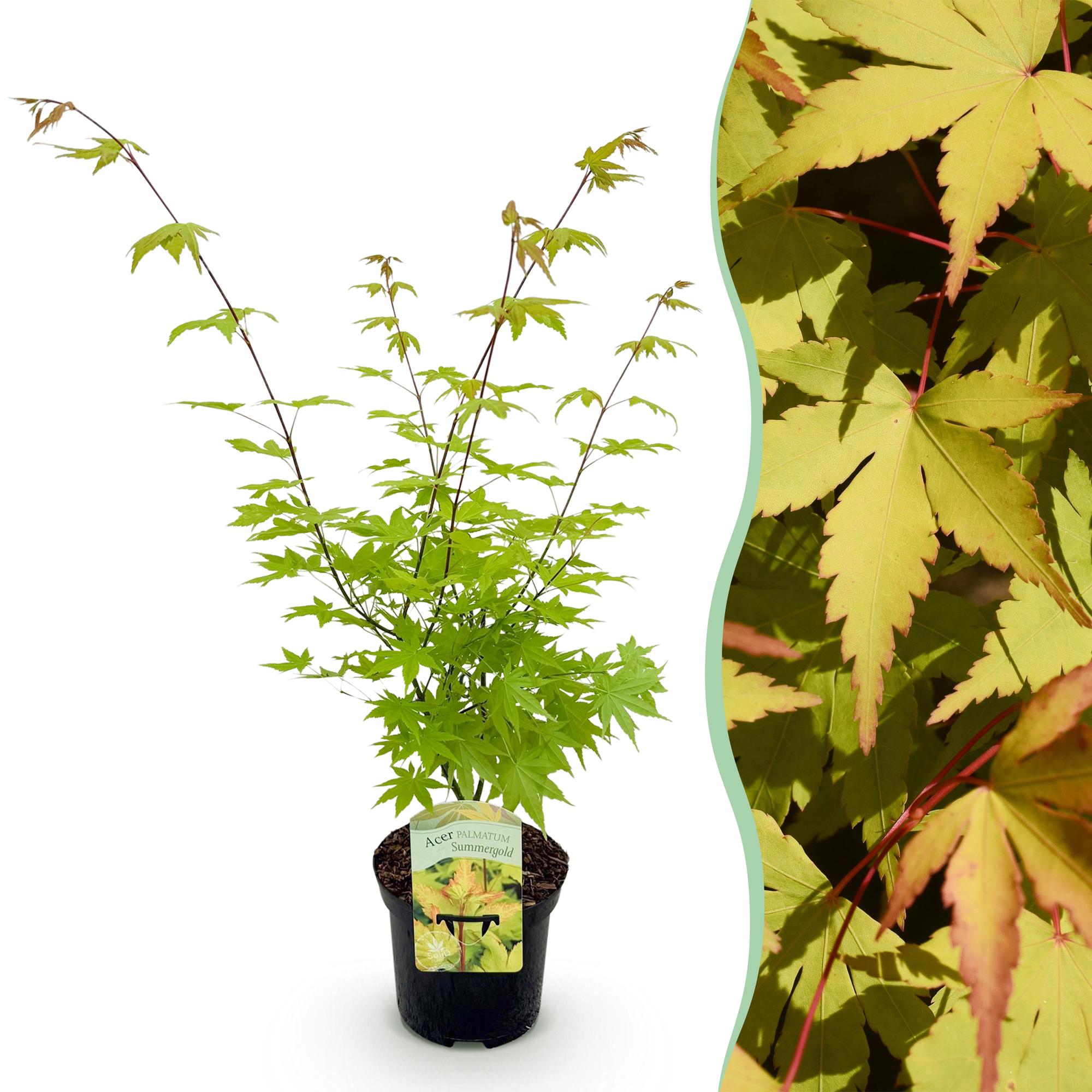 Green boutiQ - Terrasplant - Japanse Esdoorn - Acer palmatum Summergold - Geel - 1 Plant - Bladverliezend - Pot 19cm Hoogte 70cm