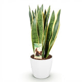 Green BoutiQ - Kamerplanten - Sansevieria Laurentii - Vrouwentong - Weinig onderhoud - Groen - 1 Plant - met Potter Wit - Pot 21cm - Hoogte 70-80cm