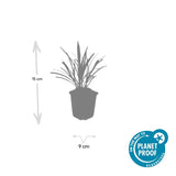 60x Liriope muscari 'Ingwersen' - ↕10-25cm - Ø9cm