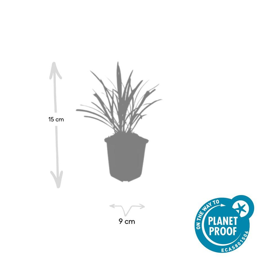 Liriope muscari 'Ingwersen' – 60 planten · pot Ø9 cm · 10-25 cm hoog (foto 3)