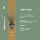 3x Miscanthus sinensis ‘Gracillimus’ – Elegant prachtriet met sierlijk overhangend blad | Potmaat 12 cm