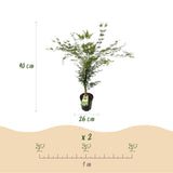 Green boutiQ - Tuinplant - Acer palmatum Emerald Lace - Japanse Esdoorn - Bladverliezend - Groen - 1 - Pot 26cm - Hoogte 90cm