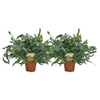Phlebodium Blue Star - 2 stuks - Ø17cm - Ø60cm