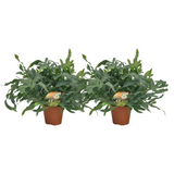 Phlebodium Blue Star - 2 stuks - Ø17cm - Ø60cm