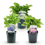 Green boutiQ - Hortensia - Hydrangea macrophylla Tricolour - Bloem Blauw, Roze en Wit- 3 Planten - Bladverliezend - Weinig Onderhoud - Pot 17cm Hoogte 30cm