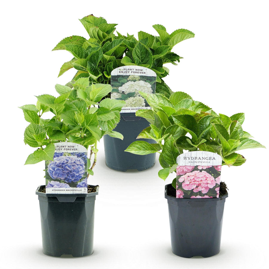 Hydrangea macrophylla Tricolour – 3 planten · 30 cm hoog (foto 2)