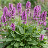 Green boutiQ - Vasteplant - Stachys mon. Hummelo - Ezeloor - Bijen- en vlinderlokkers - Paars - 12 Planten - Pot 11cm - Hoogte 15-25cm