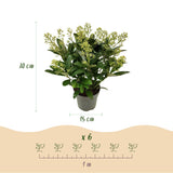 Green boutiQ - Terrasplant - Skimmia japonica Finchy - Bloem Wit - 15+ Bloemen - 2 Planten - Winterhard - Pot 15cm Hoogte 30cm
