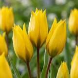 80x Tulipa Sylvestris - Bosdravik - Geel - Verwilderingsbol - Bolmaat 5/6