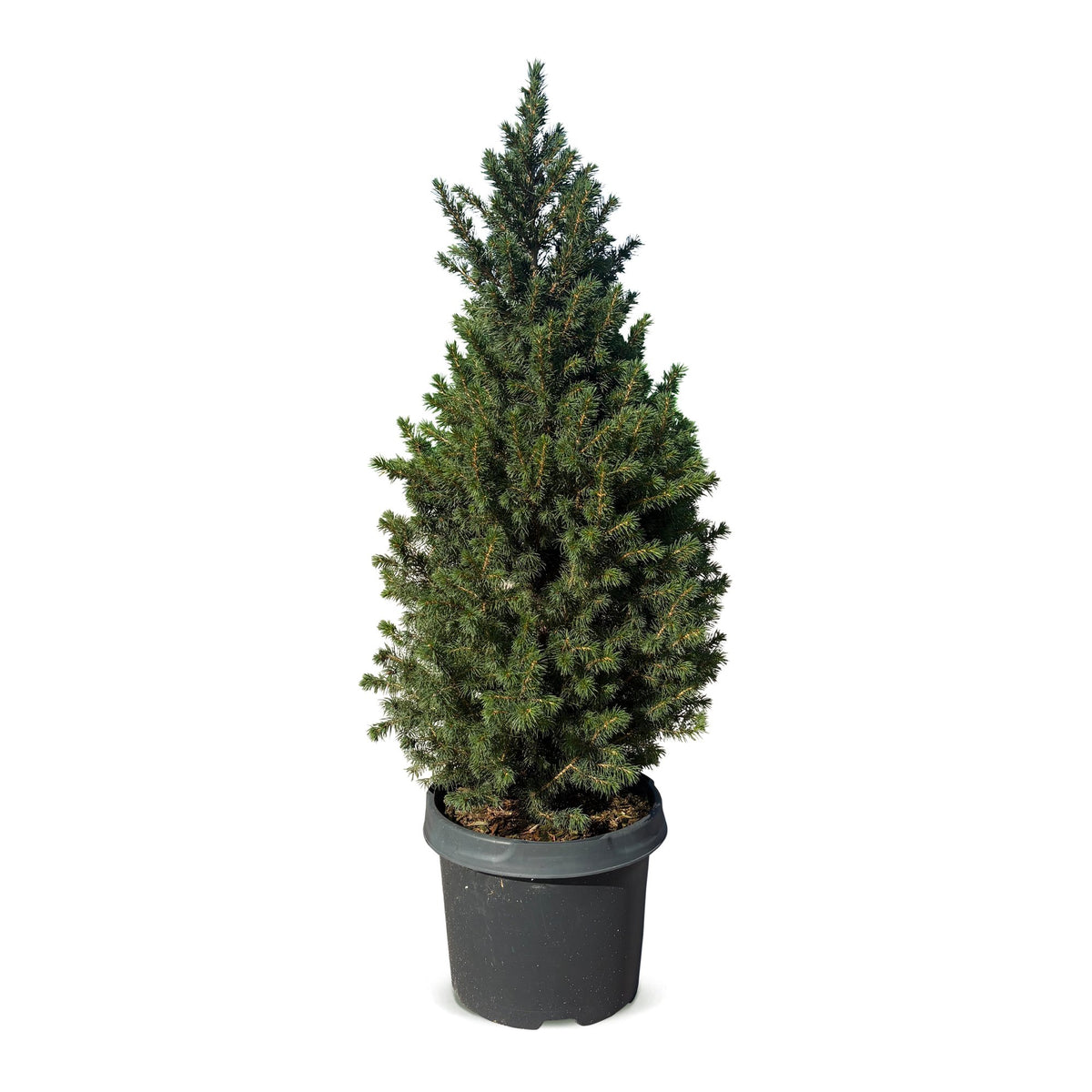 Kegelspar kerstboom — Ø23 cm, 80 cm hoog