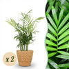 Green boutiQ - Kamerplant - Chamaedorea elegans - Goudpalm - Huisdiervriendelijke Plant - Groen - 2 Planten - met Mand - Pot 12cm - Hoogte 15cm
