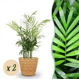 Green boutiQ - Kamerplant - Chamaedorea elegans - Goudpalm - Huisdiervriendelijke Plant - Groen - 2 Planten - met Mand - Pot 12cm - Hoogte 15cm