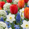Bollenmix Bulbs from Holland — bonte tuinmix, 1000 stuks (maat 10/12)