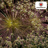 Alliumbollen Schubertii — sierui, 5 stuks