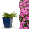 Green boutiQ - Vasteplant - Phlox MacDaniel's Cushion - Vlambloem - Bodembedekkend - Donker Roze - 1 Plant - Pot 11cm - Hoogte 15-25cm