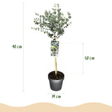 Green boutiQ - Plant op Stam- Eucalyptus gunni Azure - Terras Plant - Bladhoudend - Winterhard- Grijs Blad - Pot 19cm Hoogte 70 - 90cm