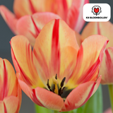 Tulpenbollen Spring Break — rood-oranje tulp, 20 stuks (maat 11/12)