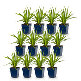 Green boutiQ - Vasteplant - Liatris spicata - Lampenkruid - Bijen- en vlinderlokkers - Paars - 12 Planten - Pot 11cm - Hoogte 15-25cm