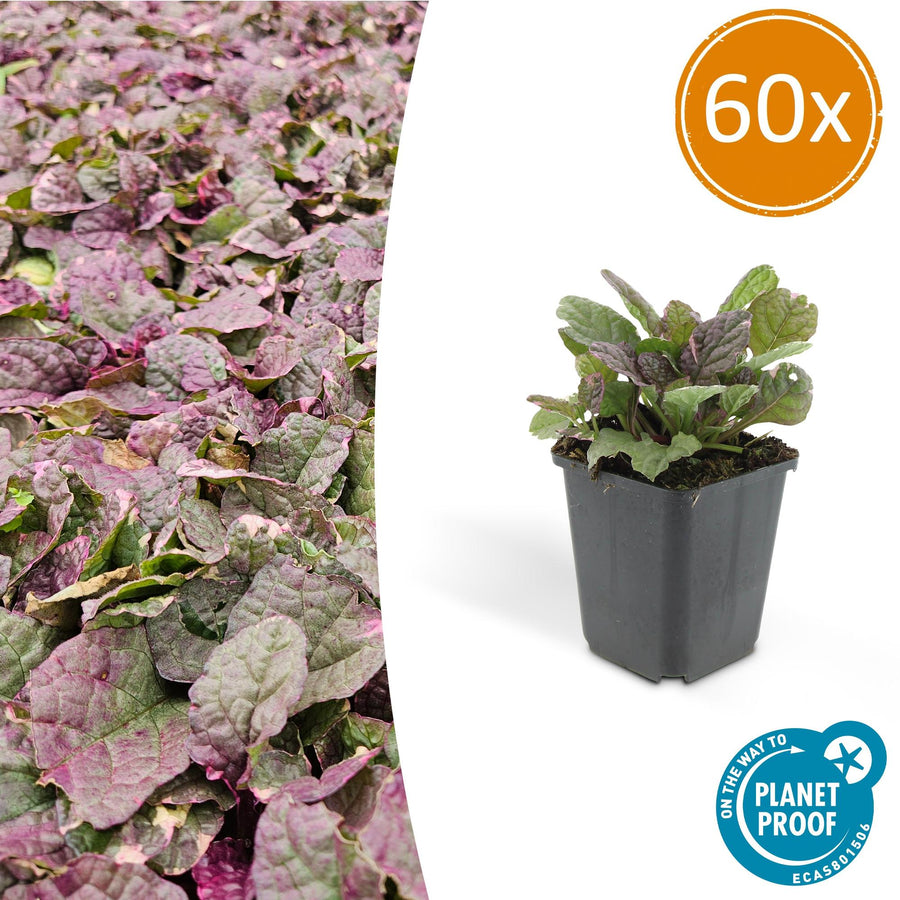 Ajuga reptans 'Burgundy Glow' – 60 planten · pot Ø9 cm · 10-25 cm hoog