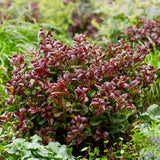 Green boutiQ - Tuinplant - Leucothoe Curly Red - Rood - 1 Plant -Groenblijvend - Weinig Onderhoud - Pot 17cm Hoogte 40cm