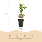 Green boutiQ - Passiebloem - Passiflora Anastasia- Bloem Roze - Weinig onderhoud - 2 planten - Pot 11cm Hoogte 40cm