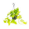 Epipremnum Golden Pothos - Scindapsus - Ø15 - ↕25cm