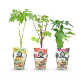 Green boutiQ - Fruitplanten - Tricolour - Rode Bes - Gele Framboos - Zwarte Braam- Winterhard - 3 Planten - Pot9cm