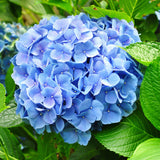 Green boutiQ - Tuinplant - Hydrangea macrophylla Blauw - Hortensia - Winterhard - Blauw - 3 Planten - Pot 12cm - Hoogte Hoogte 20-30cm