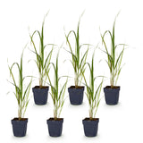 Green boutiQ - Grassen - Molinia arund. Karl Foerster - Pijpestrootje - Met Pluim - Groen - 6 Planten - Pot 11cm - Hoogte 15-25cm
